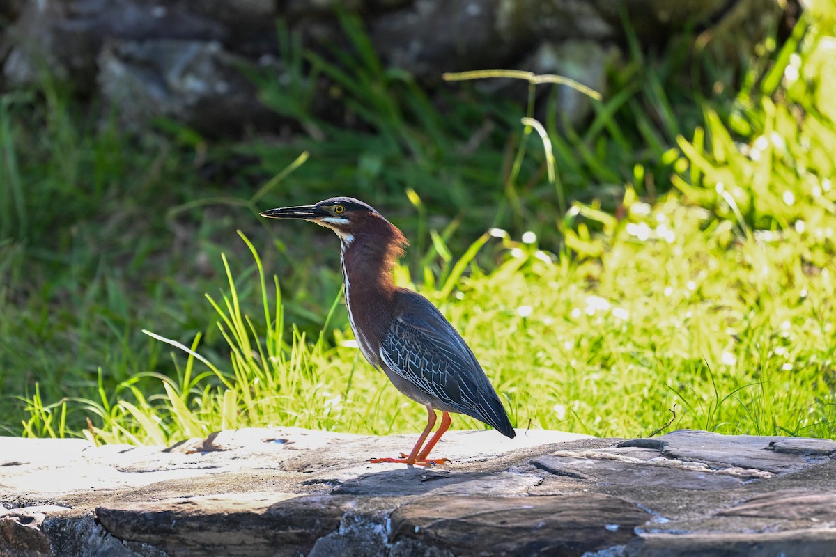 Green Heron - Kenneth Franklin