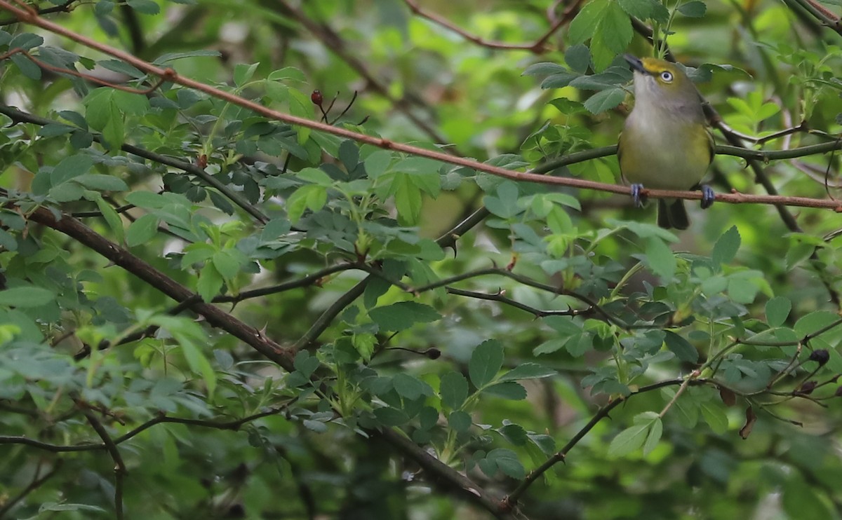 Ak Gözlü Vireo - ML616255937