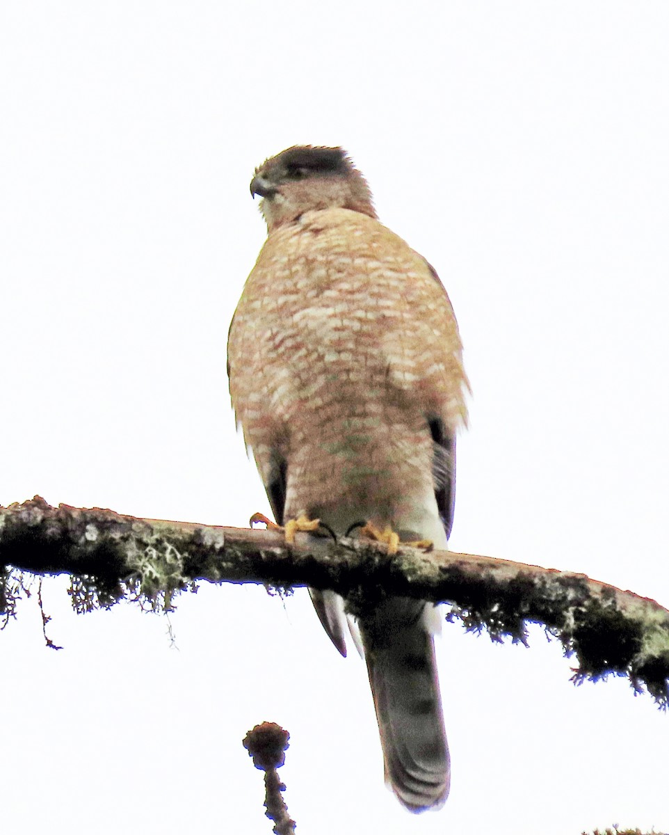 Cooper's Hawk - Jim Scott