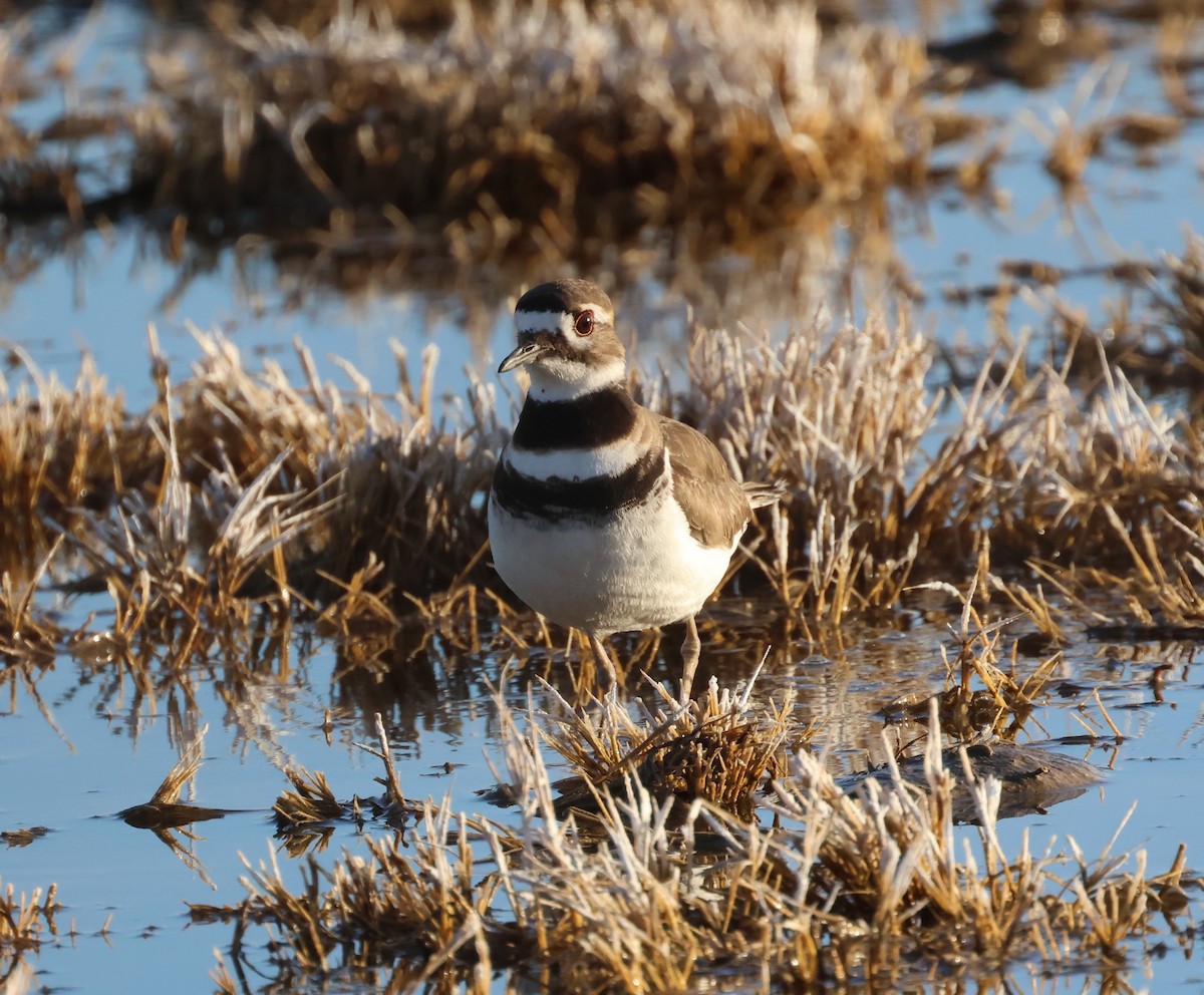 Killdeer - Patricia Brown