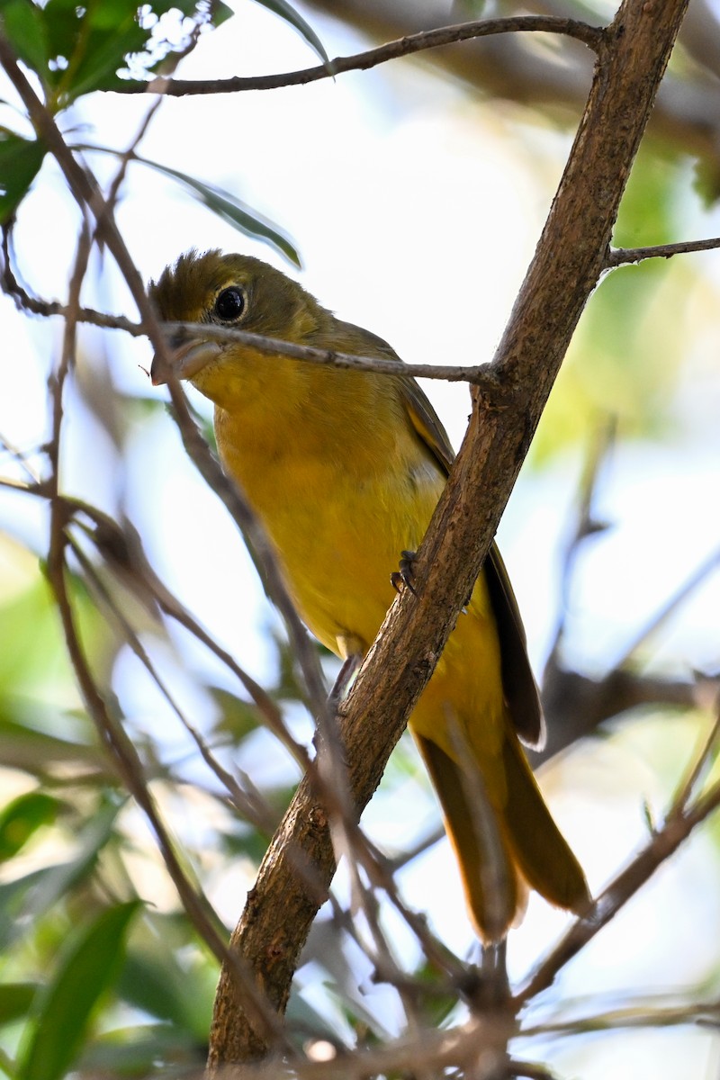 Summer Tanager - ML616256009