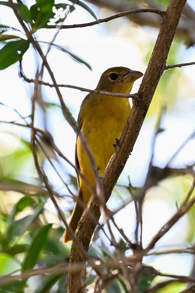 Summer Tanager - ML616256010