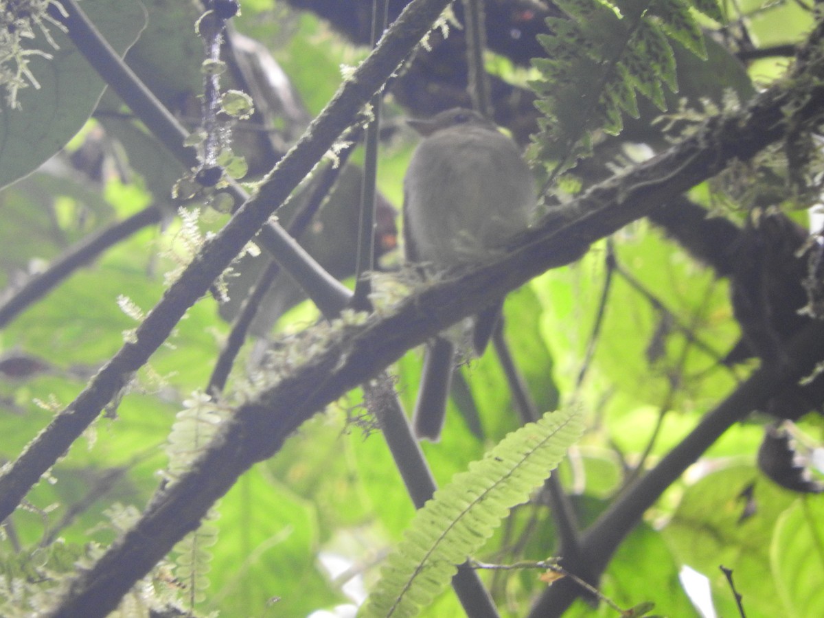 Orange-crested Flycatcher - ML616256026