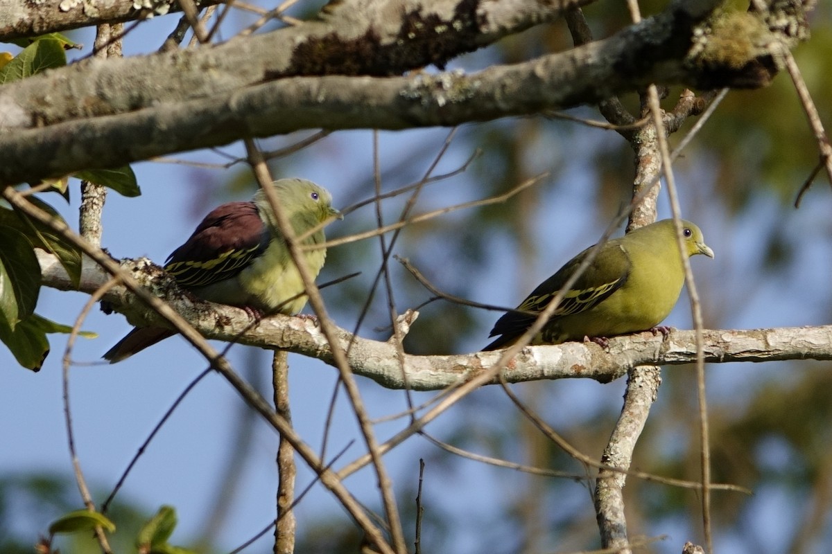 Gray-fronted Green-Pigeon - ML616256030