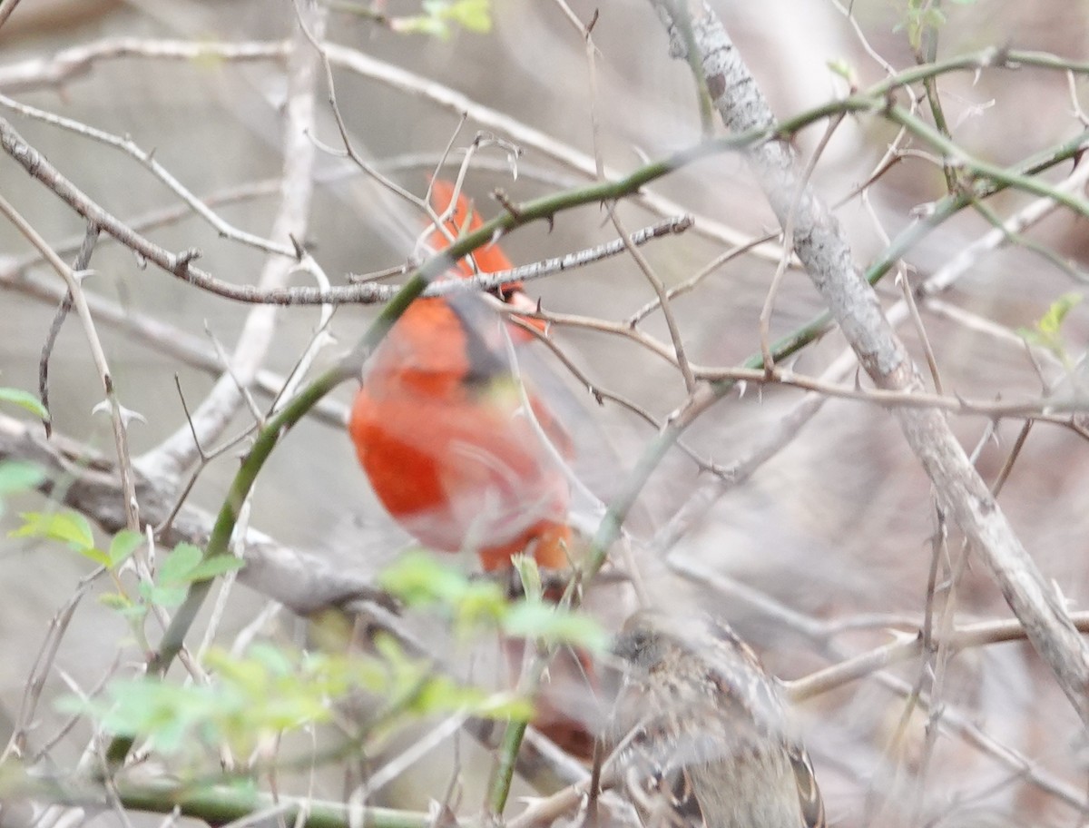 Cardinal rouge - ML616256048