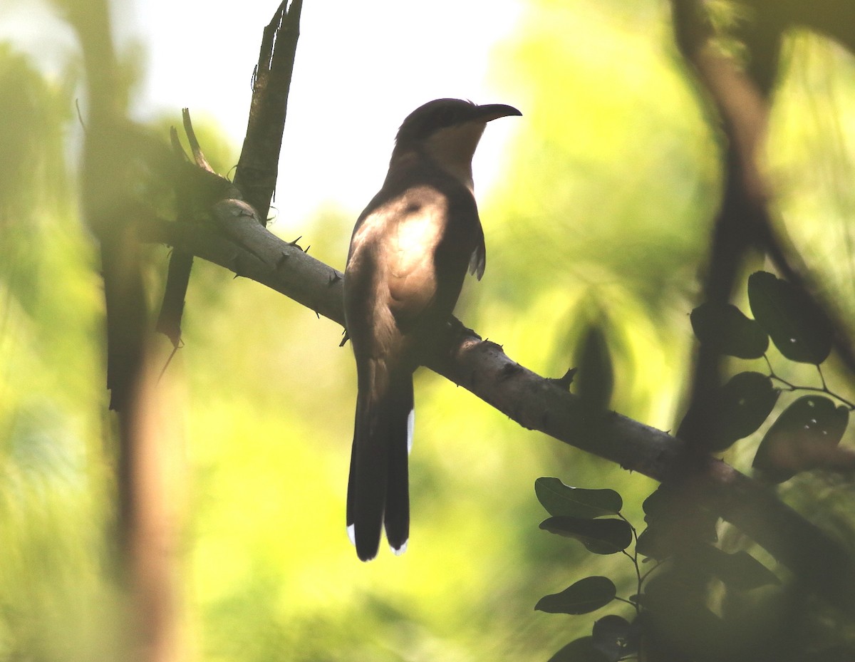 Mangrove Cuckoo - ML616256113