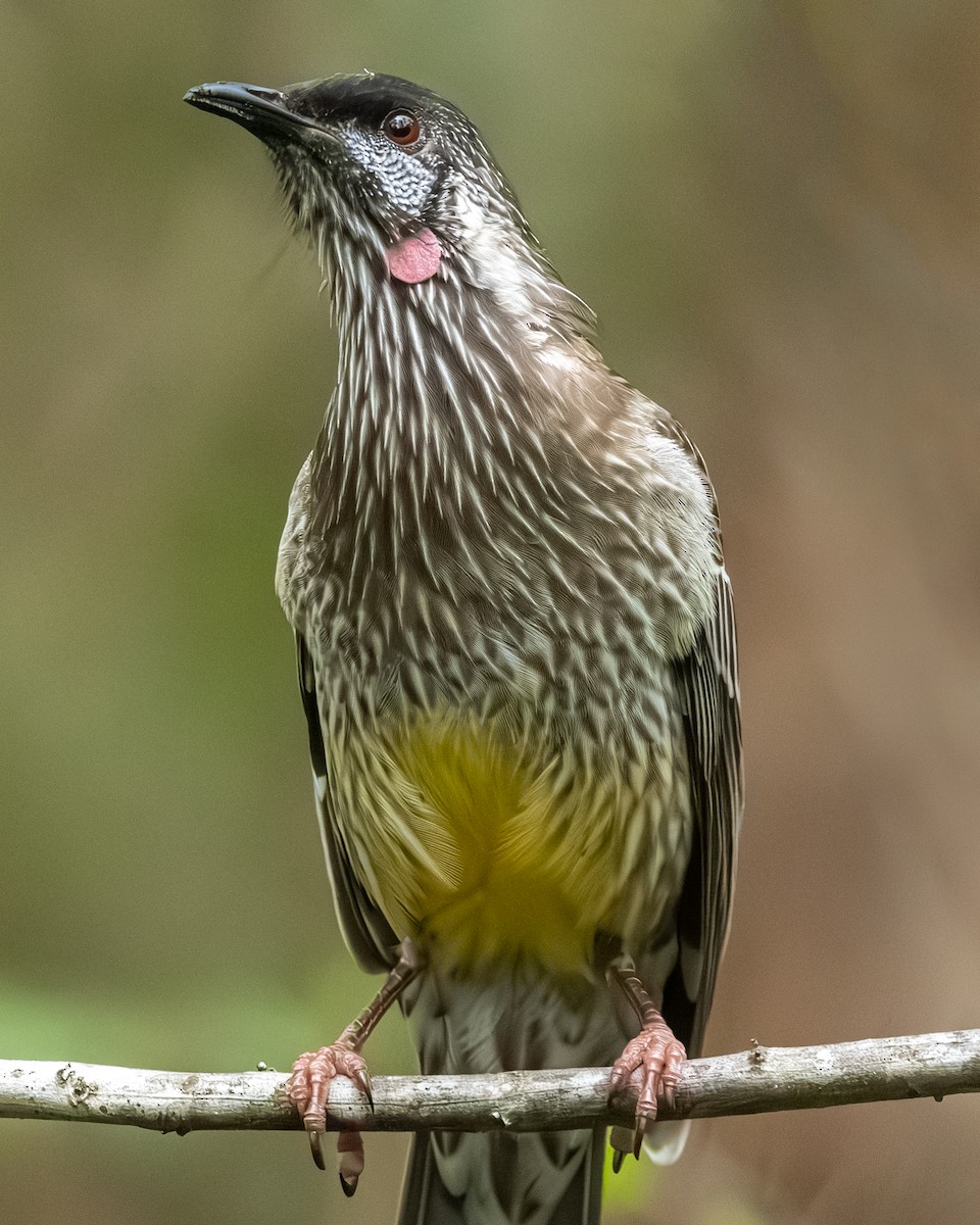 Red Wattlebird - ML616256124