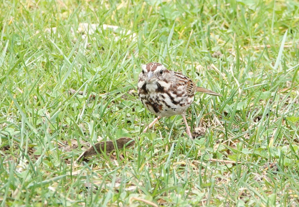 Song Sparrow - ML616256131