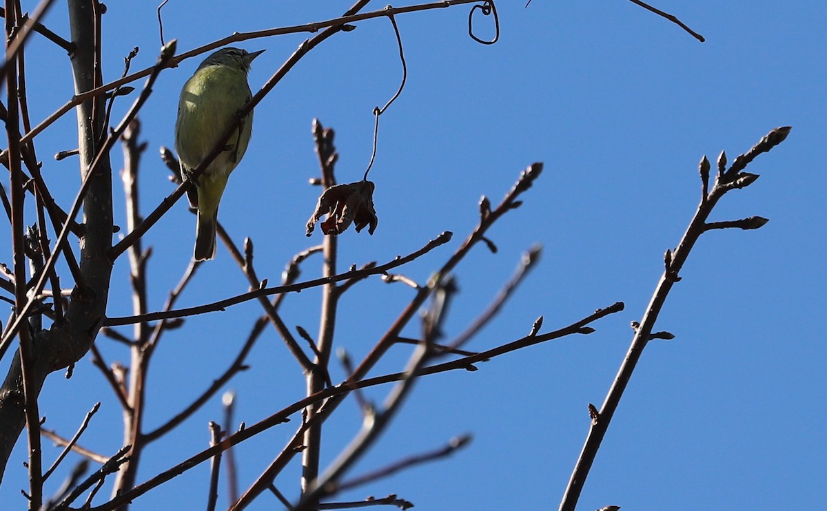 Orange-crowned Warbler - Rob Bielawski