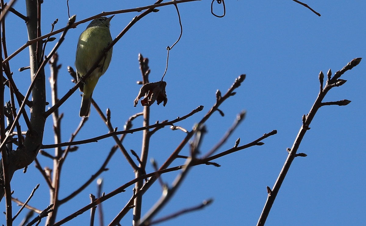 Orange-crowned Warbler - Rob Bielawski