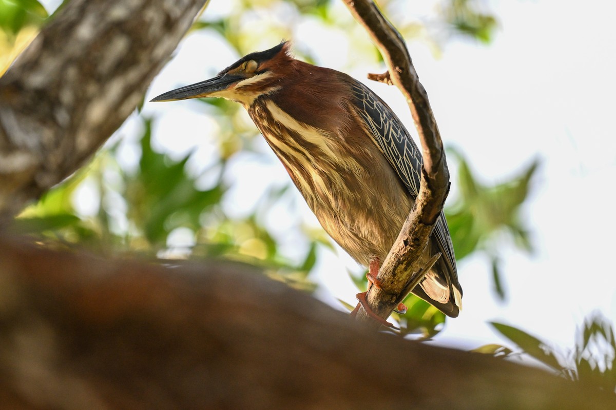 Green Heron - ML616256148