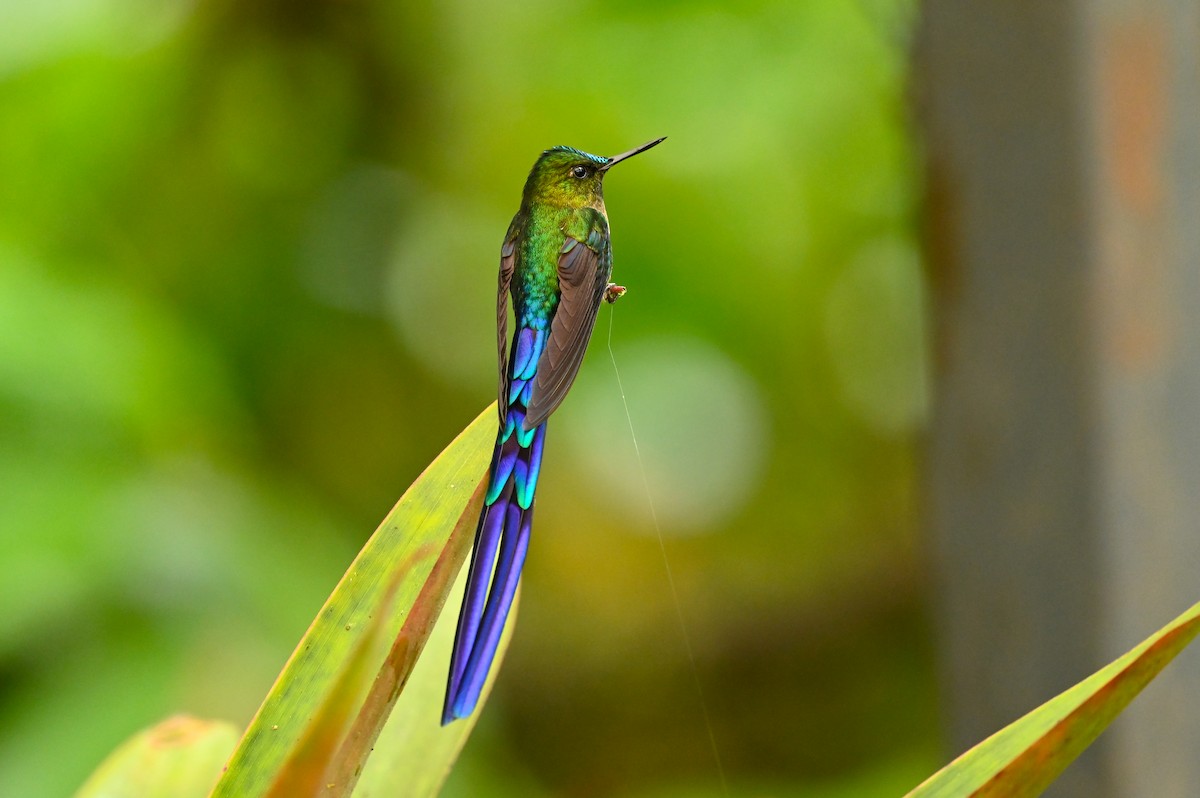 Violet-tailed Sylph - Dan O'Brien