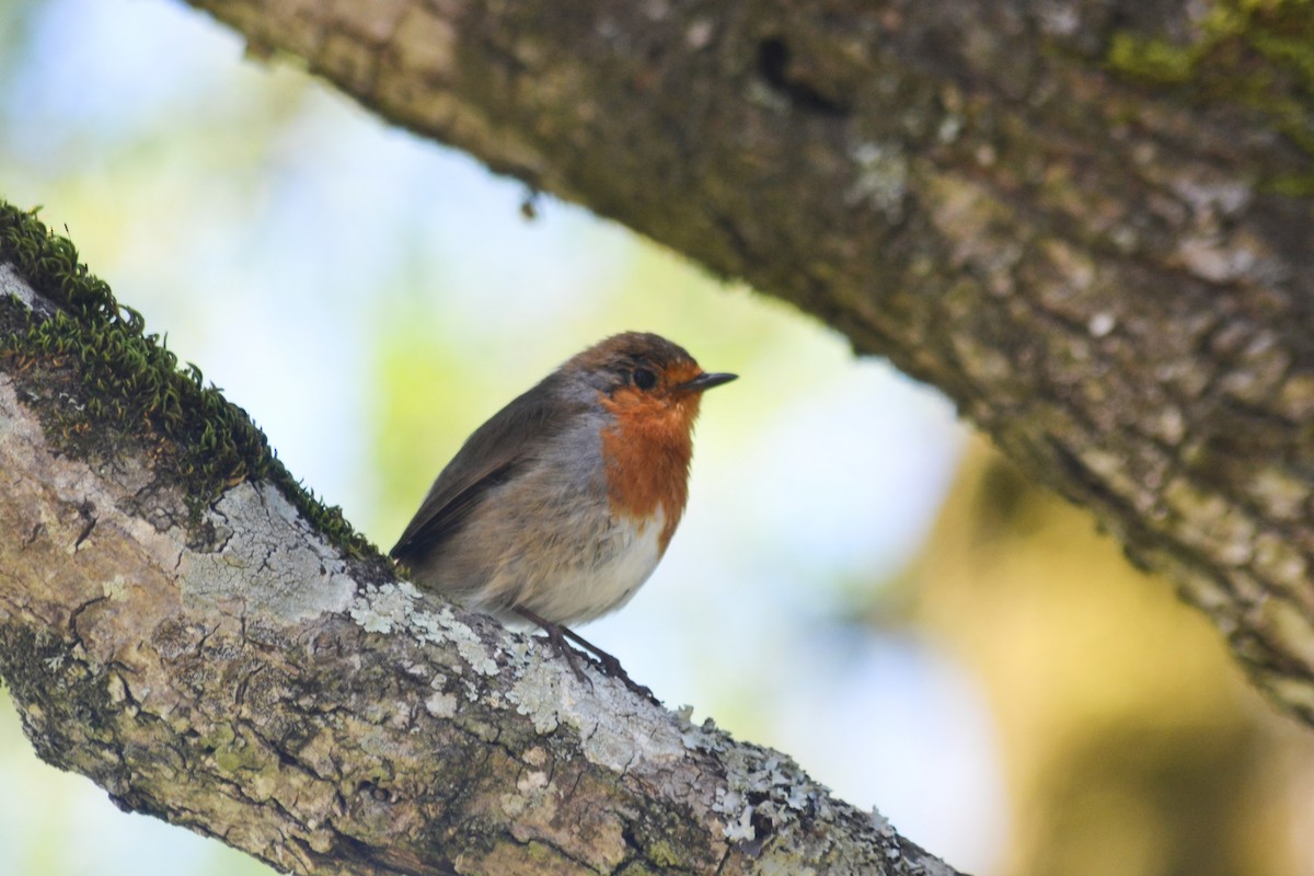 European Robin - ML616256220