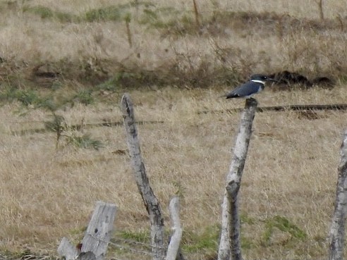 Martin-pêcheur d'Amérique - ML616256221