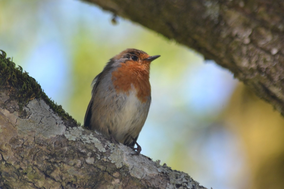 European Robin - ML616256233