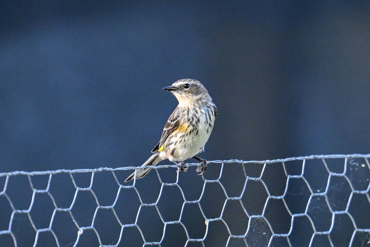 Yellow-rumped Warbler - ML616256298