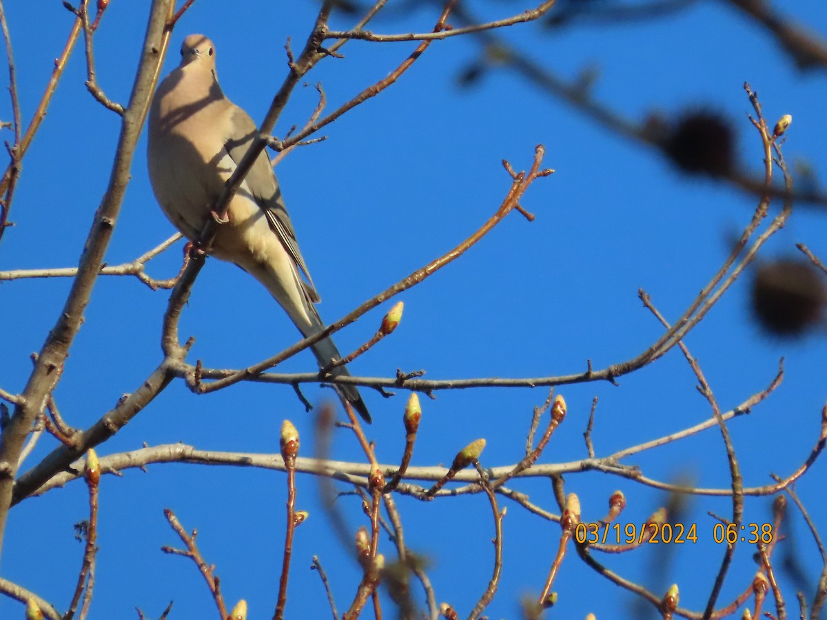 Mourning Dove - ML616256305