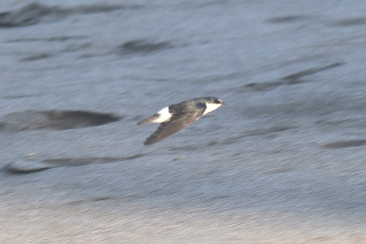 Mangrove Swallow - ML616256313