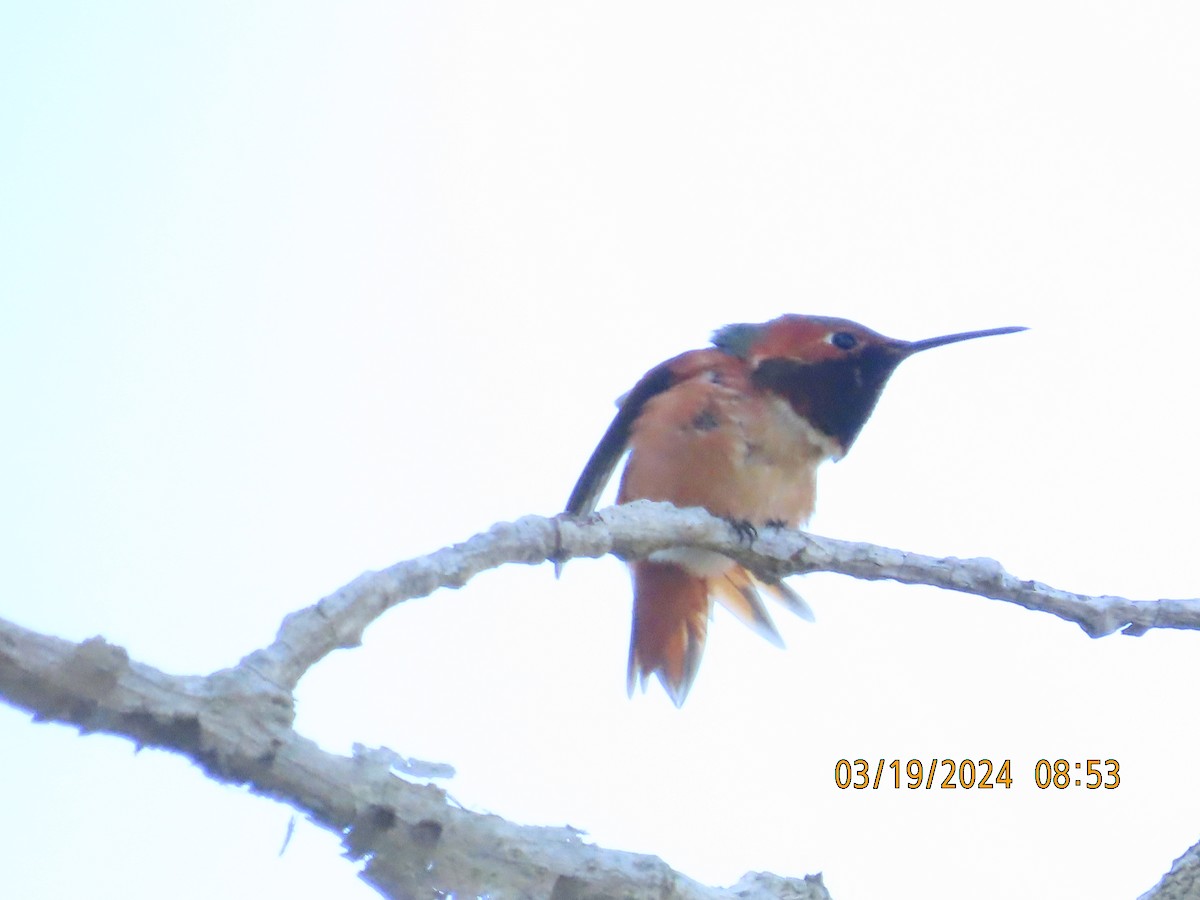 Colibrí de Allen - ML616256322