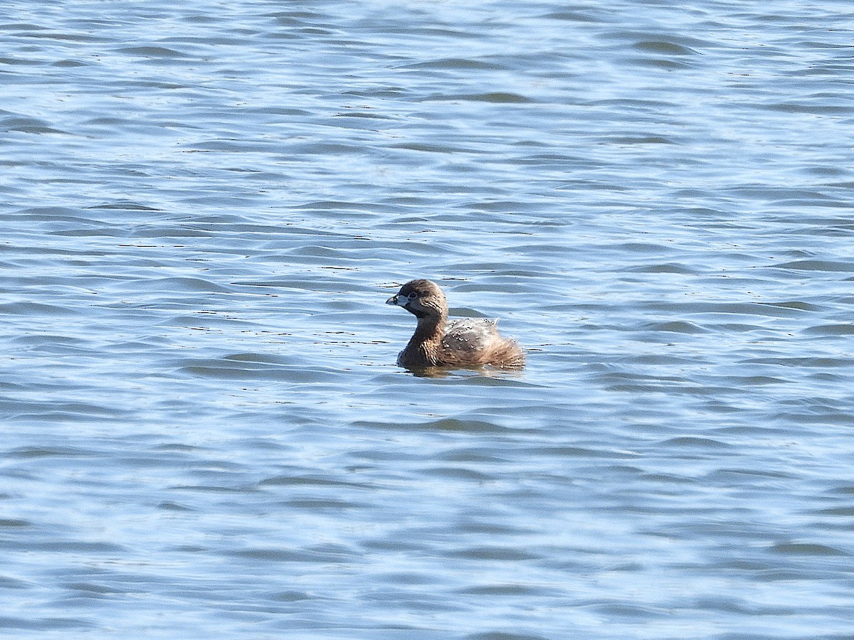 Pied-billed Grebe - Don Henise