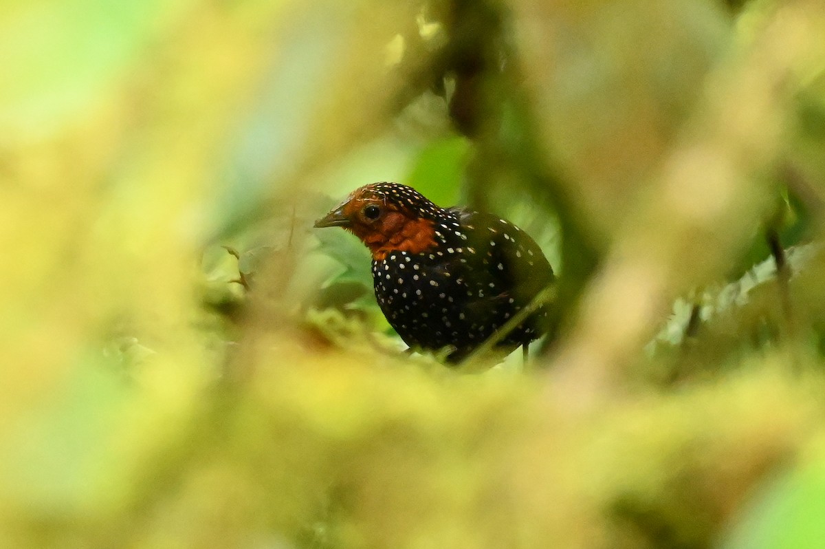 Ocellated Tapaculo - Dan O'Brien