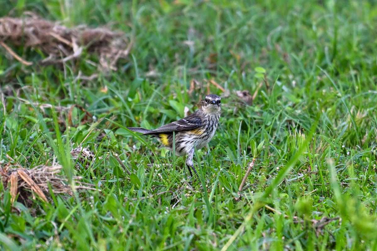 Yellow-rumped Warbler - ML616256392