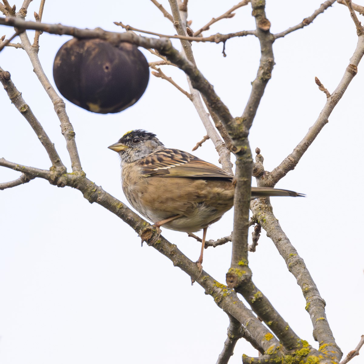 Golden-crowned Sparrow - ML616256402