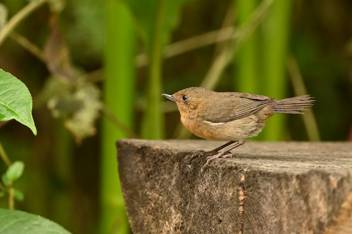 Pinchaflor Flanquiblanco - ML616256404
