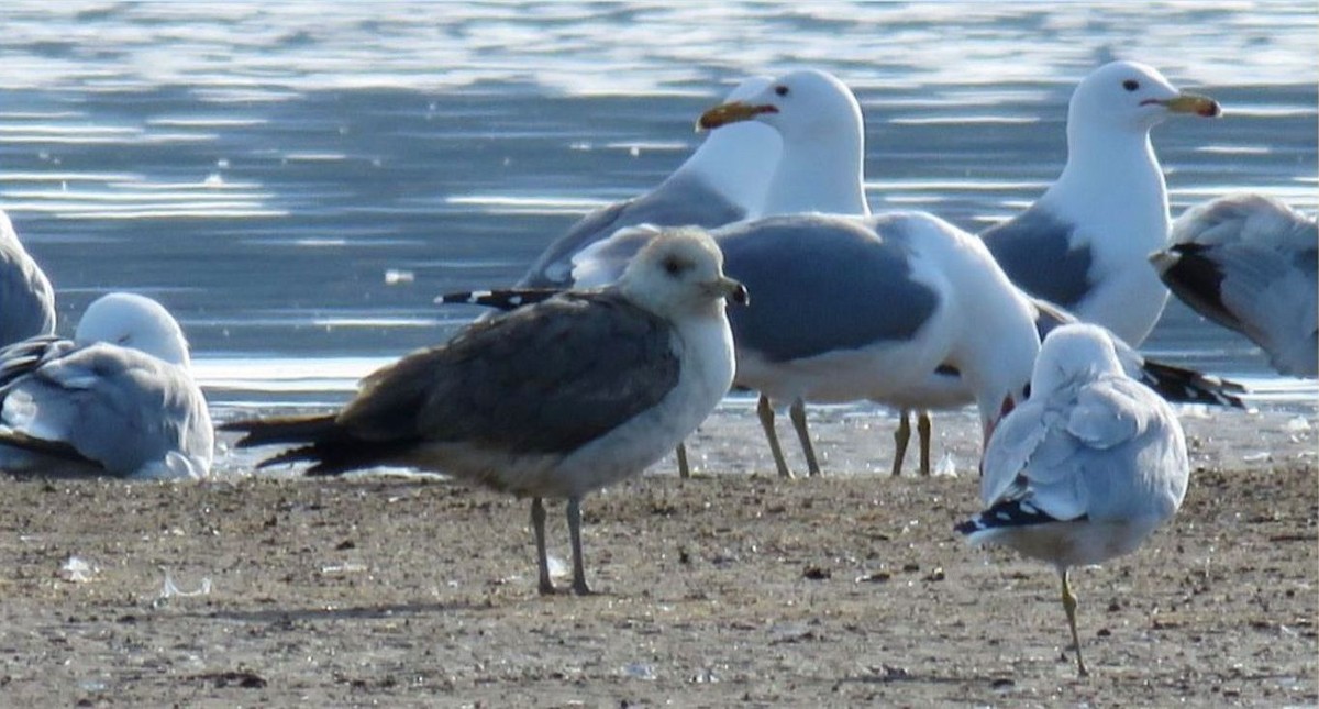 Gaviota Sombría - ML616256421