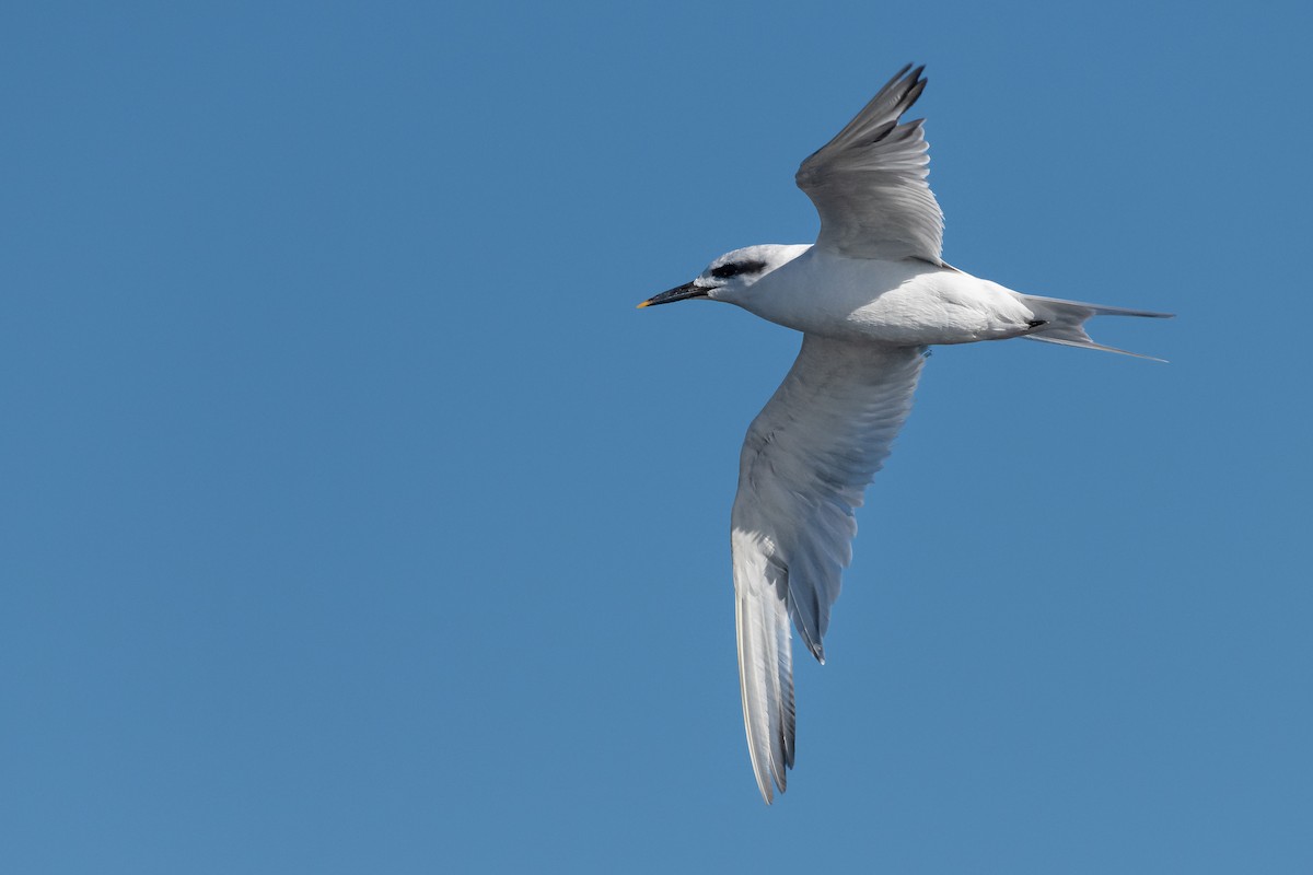 Snowy-crowned Tern - Fernando Vidal Volpe