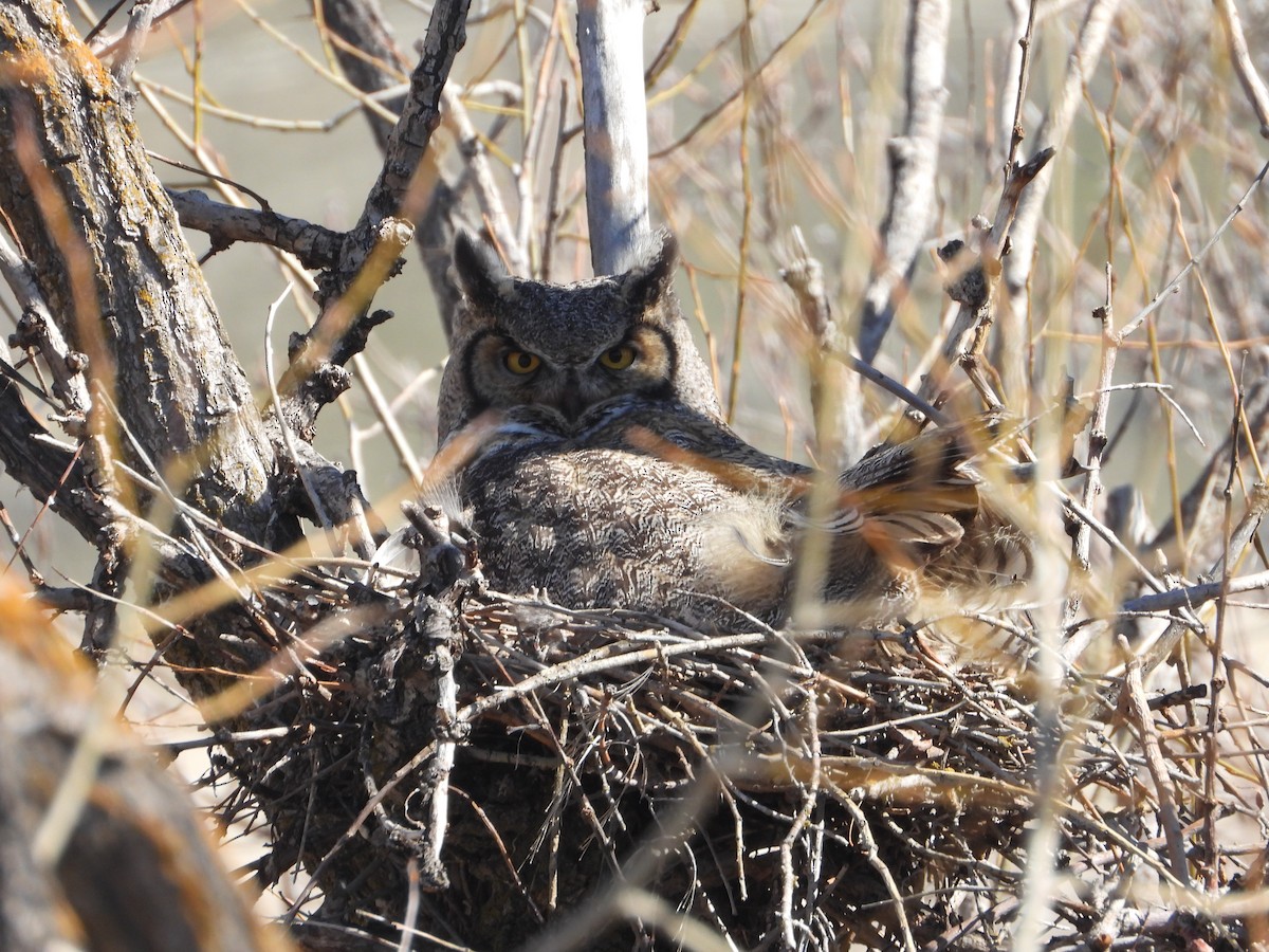 Great Horned Owl - ML616256445