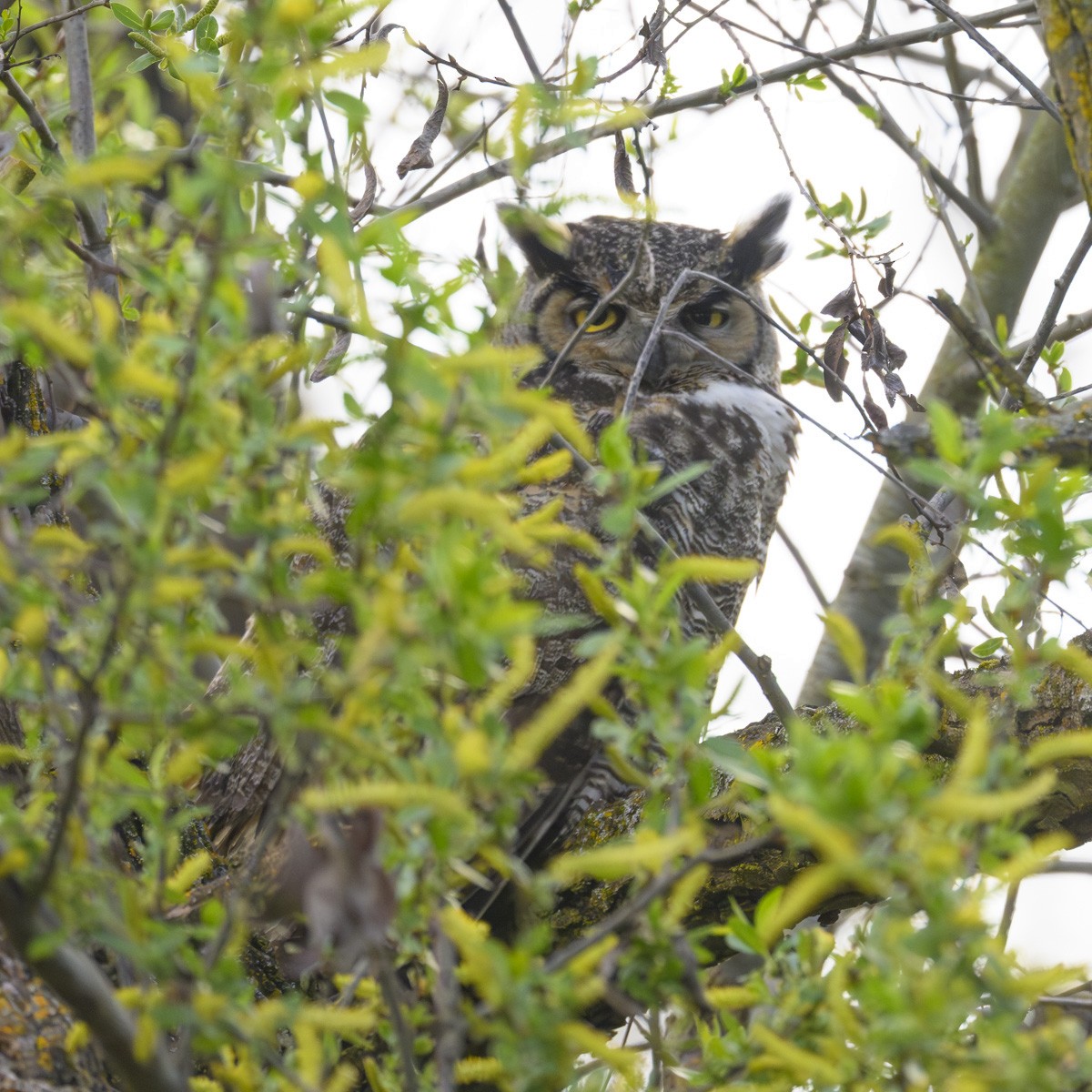 Great Horned Owl - ML616256457