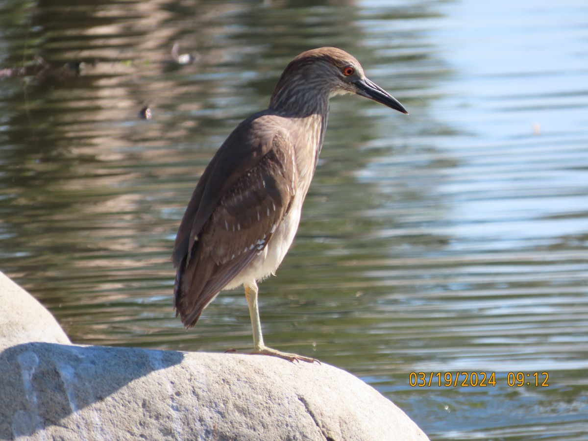 Black-crowned Night Heron - ML616256458