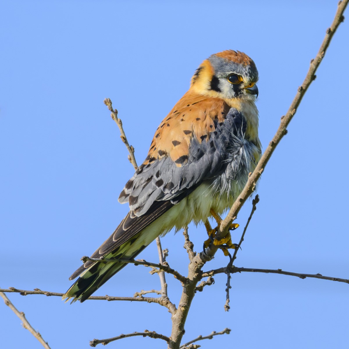 American Kestrel - ML616256490