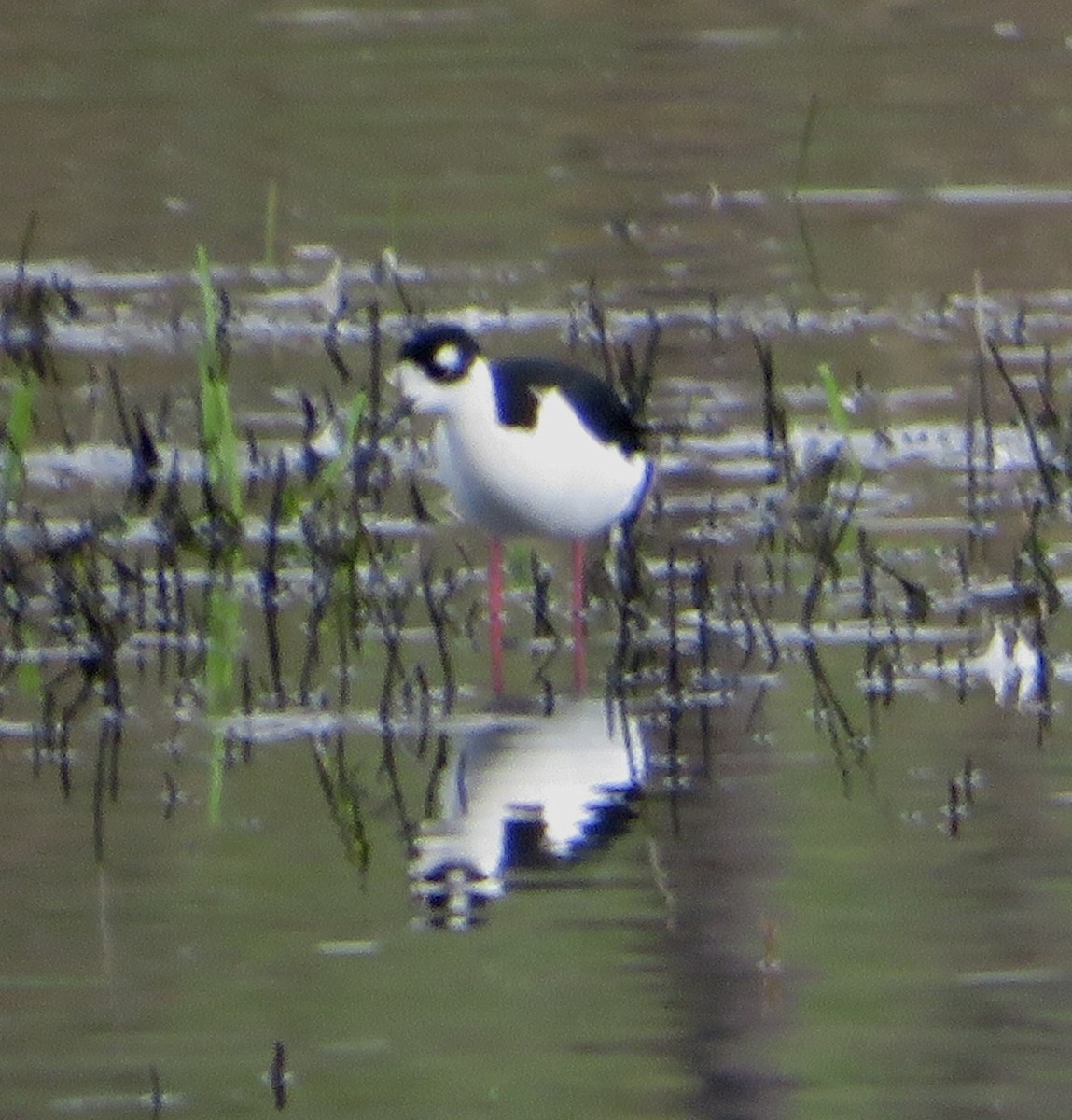 Black-necked Stilt - Harry Fuller