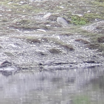 Wandering Tattler - ML616256535