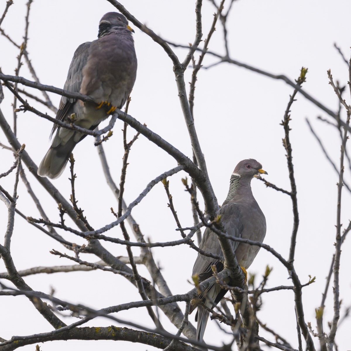 Band-tailed Pigeon - ML616256536