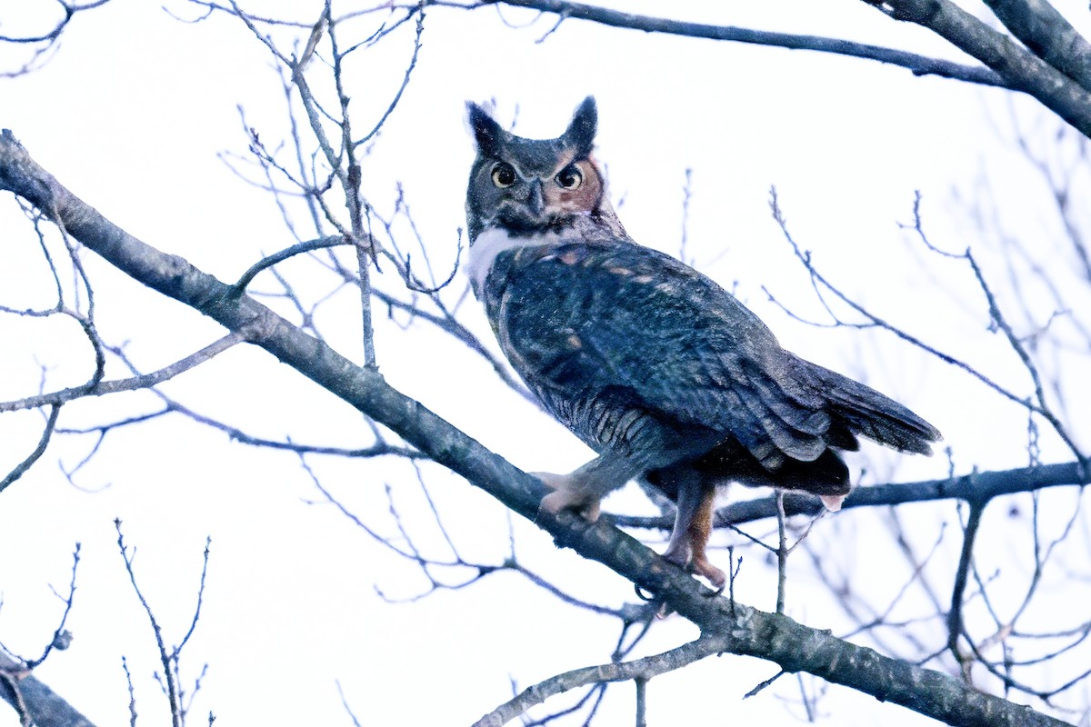 Great Horned Owl - ML616256587