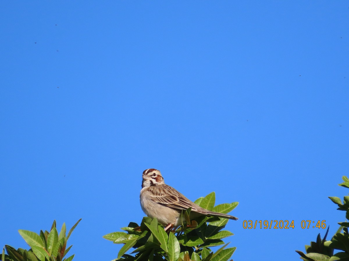 Lark Sparrow - ML616256610