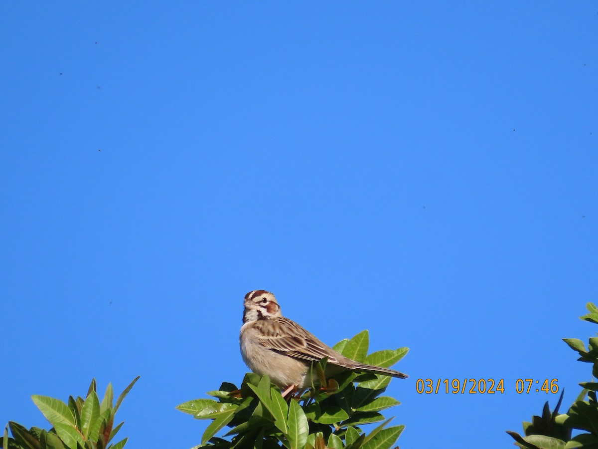 Bruant à joues marron - ML616256610