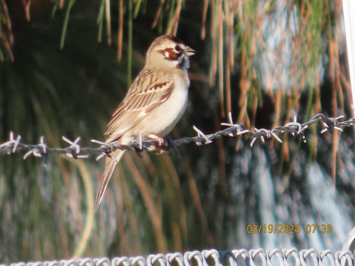 Lark Sparrow - ML616256616