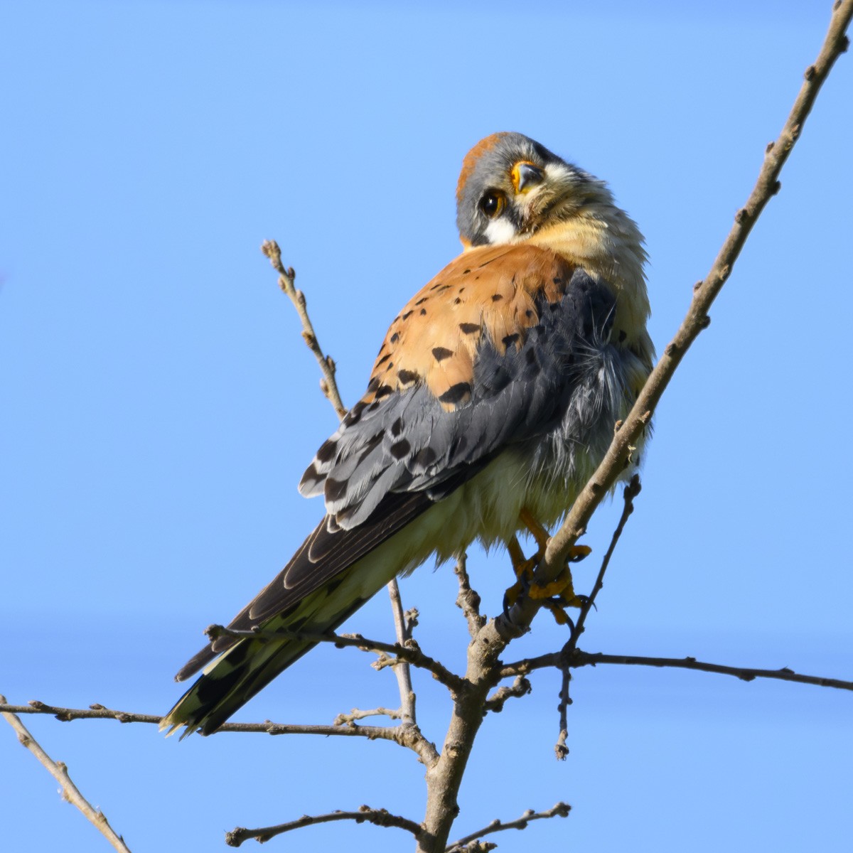 American Kestrel - ML616256623