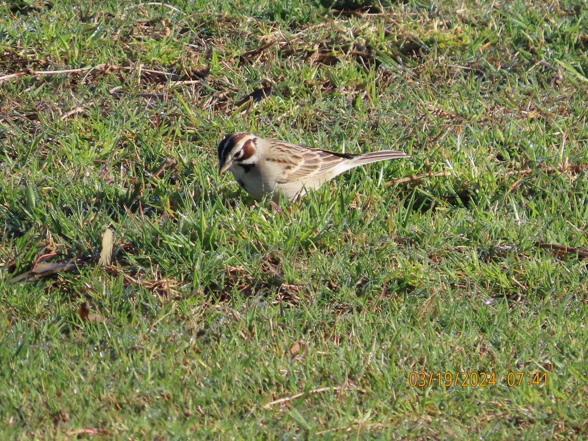 Lark Sparrow - Zehava Purim-Adimor