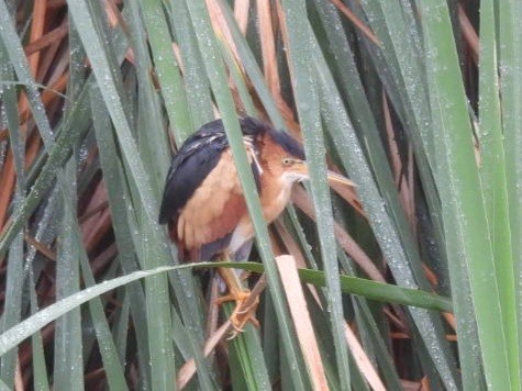 Least Bittern - ML616256634