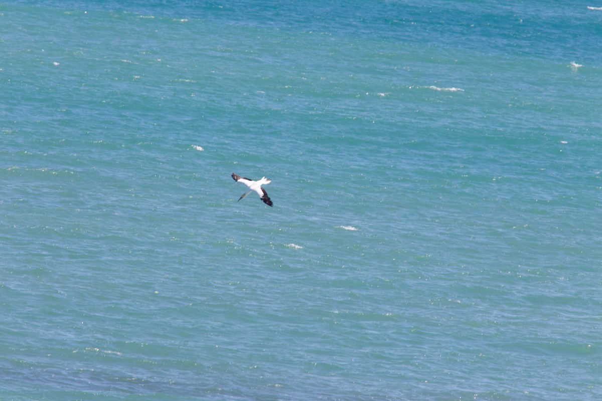 Australasian Gannet - tony green