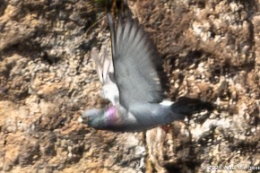 Rock Pigeon (Feral Pigeon) - ML616256666