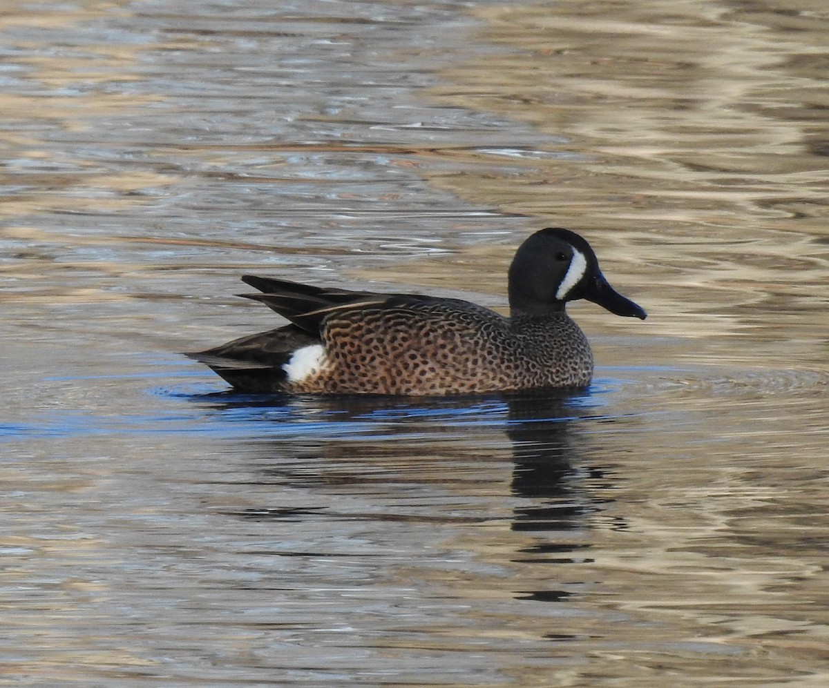 Blue-winged Teal - ML616256671