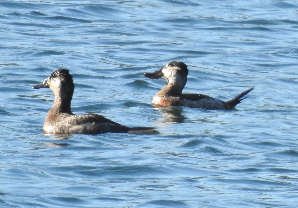 Ruddy Duck - ML616256677