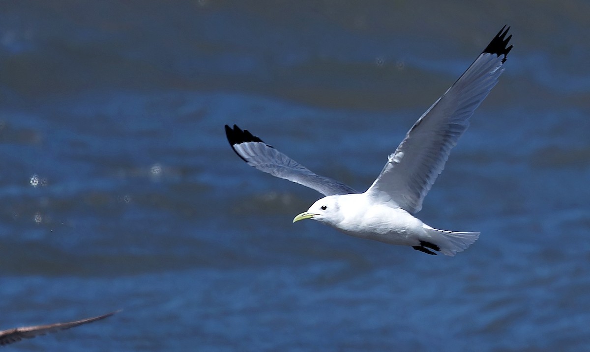 Black-legged Kittiwake - Aidan Brubaker