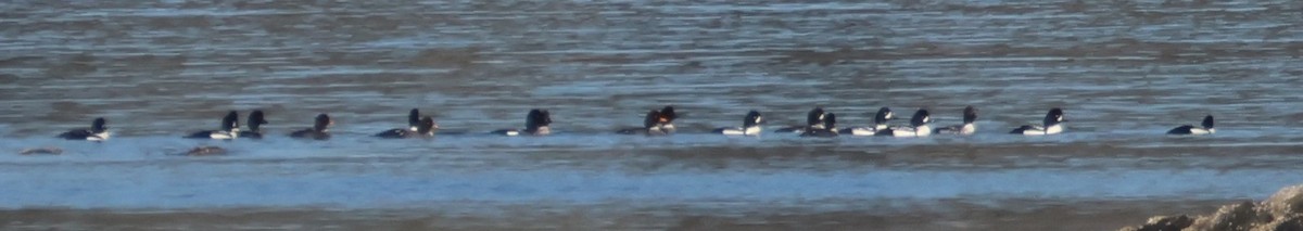 Barrow's Goldeneye - ML616256691